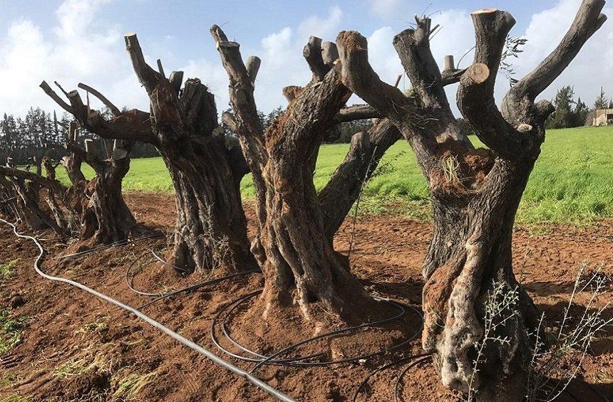 PHOTOS: Στo Τrilogy «μετακομίζουν» τα δέντρα της πρώην έπαυλης Λανίτη!
