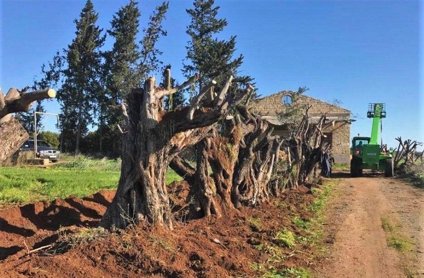 PHOTOS: Στo Τrilogy «μετακομίζουν» τα δέντρα της πρώην έπαυλης Λανίτη!