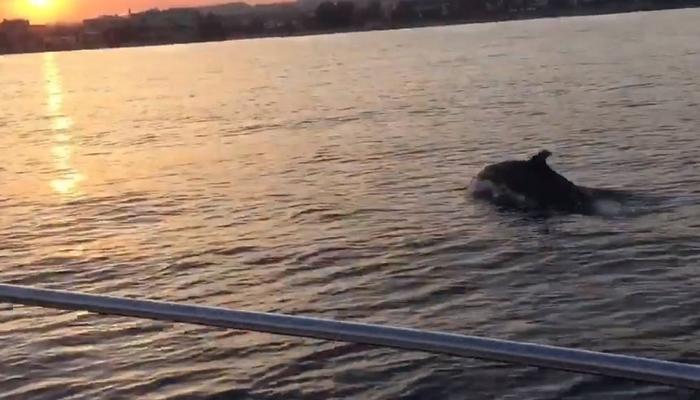 VIDEO: Some lucky gyus enjoyed an amazing sunset view with dolphins!