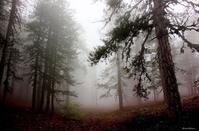 PHOTOS: The 'haunted' Troodos forest, a destination for the adventurous ones!