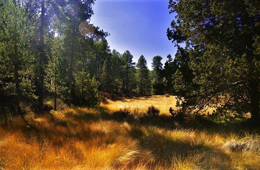A magical landscape, hiding within the dense forest on Troodos mountains!