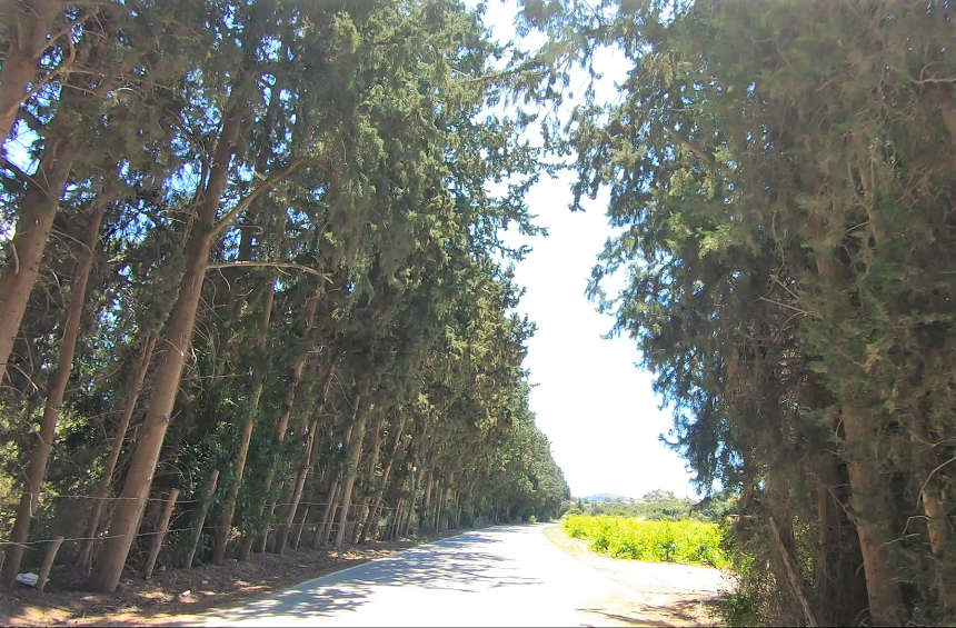 The tree tunnel – Fasouri