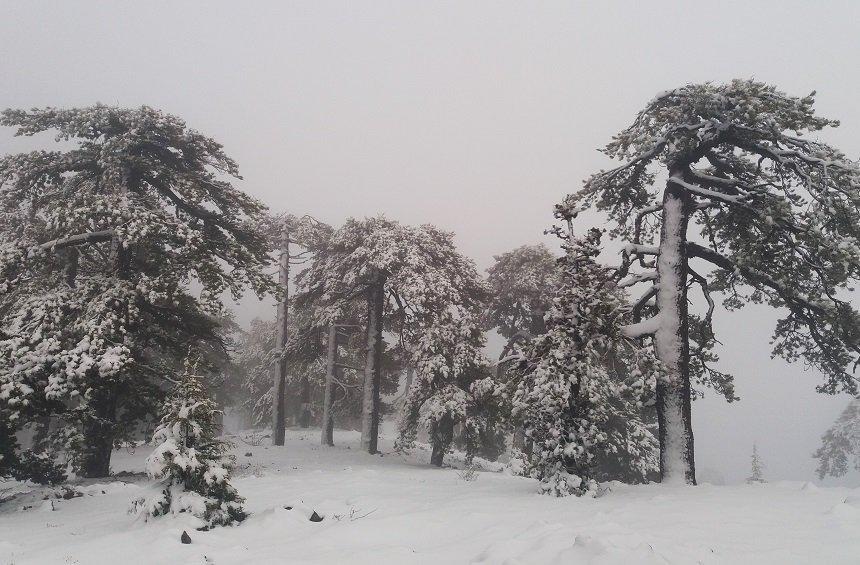 20 + 1 magical images from the snowy New Year's Day on Troodos!