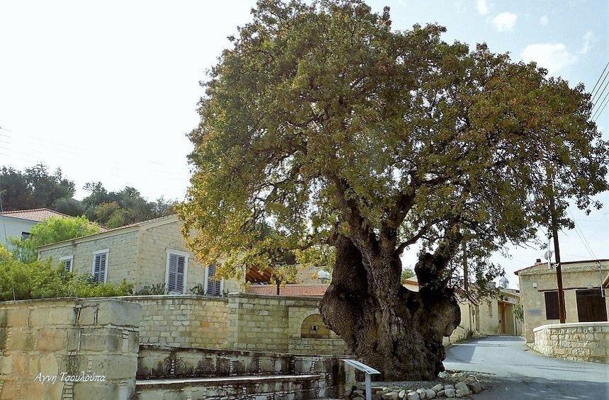 PHOTOS: Ένα μοναδικό αιωνόβιο δέντρο, στολίδι του χωριού!