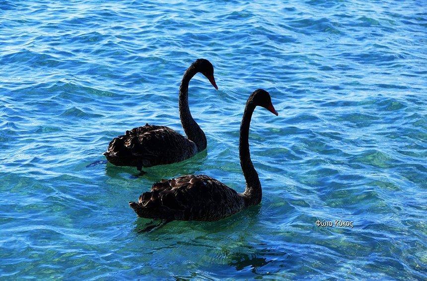 PHOTOS: 2 σπάνιοι μαύροι κύκνοι στην παραλία της Λεμεσού!
