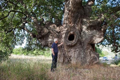 The centuries-old oak tree of Laneia