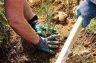 Action for 20.000 new trees in the Cyprus forest kicks off in Limassol!