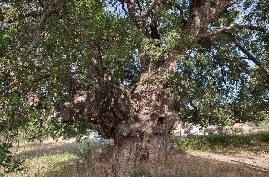The centuries-old oak tree of Laneia