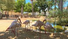 Limassol Zoo
