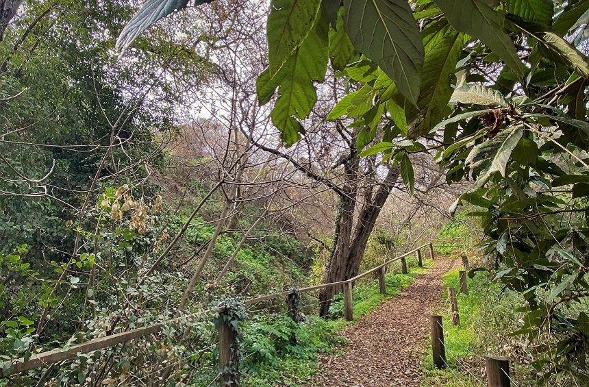 Daphne - Zaraes - Mazokambos Nature Trail (Moniatis)
