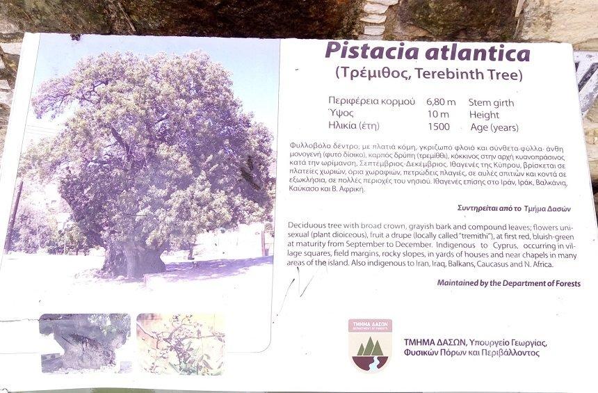 The centenarian Terebinth tree of Apesia Village