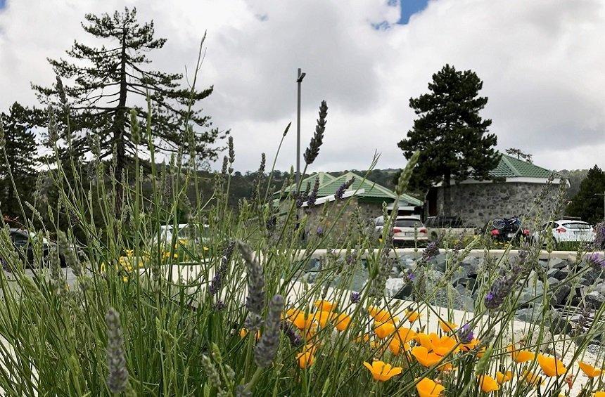Troodos Hotel: Traditional barbecue in the mountains, in the heart of the pine forest!
